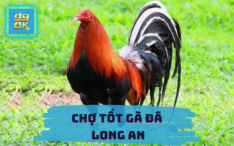 CHỢ TỐT GÀ ĐÁ LONG AN