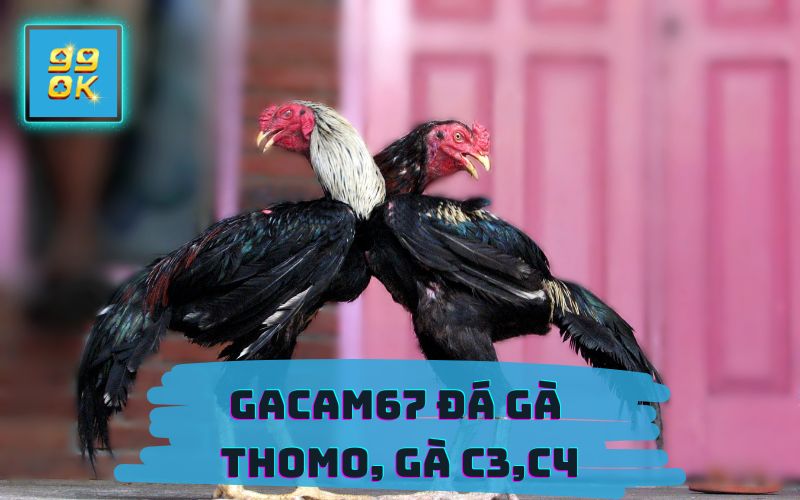 GACAM67 TẠI 99OK