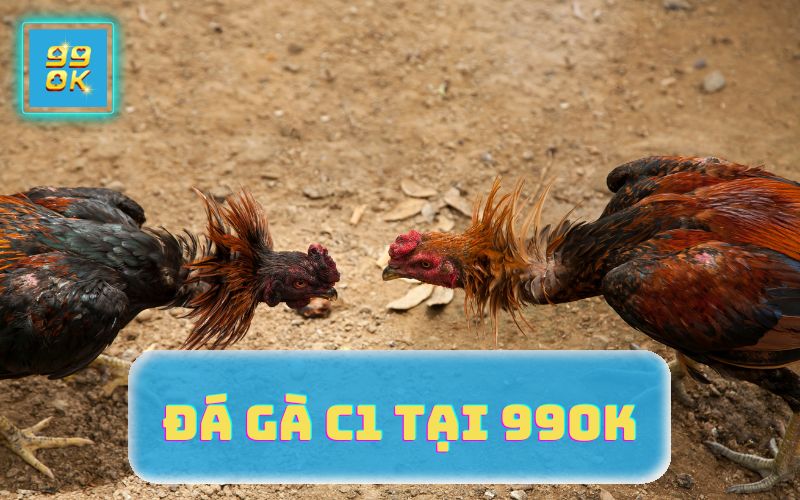 ĐÁ GÀ C1 TẠI 99OK